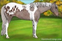 Horse Color:Silver Brown Tobiano Blanket 