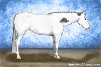 Horse Color:Blue Roan Splash Tobiano Appaloosa 