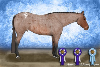 Horse Color:Bay Roan Appaloosa