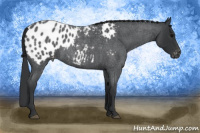 Horse Color:Blue Roan Appaloosa Rabicano 