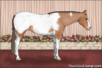 Horse Color:Bay Sabino Tobiano Appaloosa 