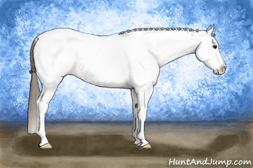 Horse Color:White Spotted Bay Tobiano Appaloosa