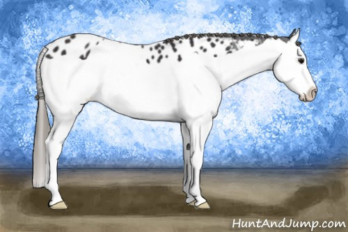 Horse Color: Buckskin Splash Blanket 