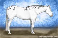 Horse Color:Buckskin Splash Appaloosa 