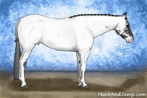 Horse Color: Blue Roan Tobiano Near Fewspot Rabicano 