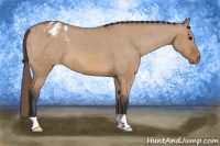 Horse Color:Bay Dun Varnish 