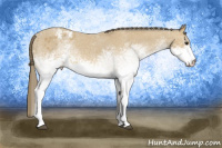 Horse Color:White Spotted Buckskin Appaloosa Rabicano