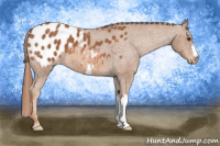 Horse Color:Chestnut Appaloosa 