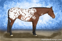 Horse Color:Bay Appaloosa 