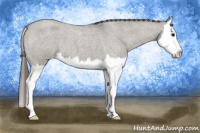 Horse Color:Grullo Roan Splash Appaloosa 
