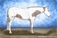 Horse Color:Bay Splash Tobiano Blanket 