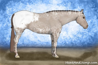 Horse Color:Classic Champagne Ice Appaloosa 