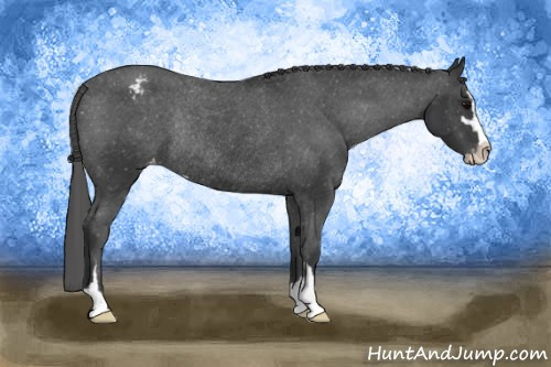 Horse Color: Black Sabino Snowcap Rabicano 
