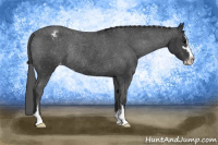 Horse Color:Black Sabino Appaloosa Rabicano 