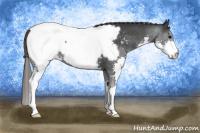 Horse Color:Black Splash Snowcap 