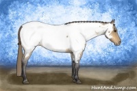 Horse Color:Buckskin Roan Near Fewspot Rabicano 