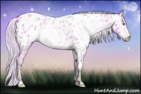 Horse Color:Gray Watercolor Silver Amber Cream Champagne Roan Dun Frame Appaloosa 