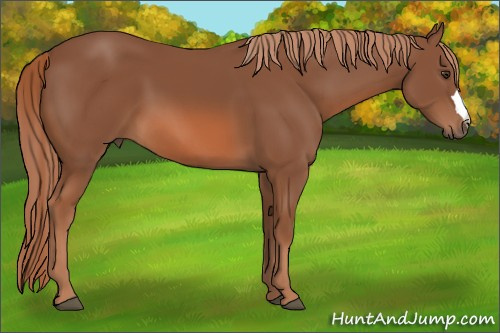 Horse Color: Liver Chestnut 