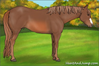 Horse Color:Liver Chestnut 