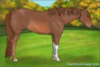 Horse Color:Liver Chestnut 