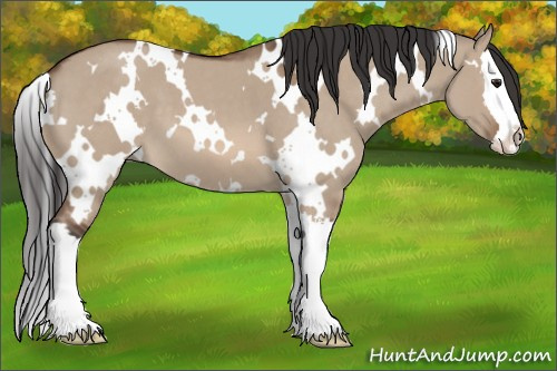 Horse Color: White Spotted Brown Roan Dun Splash 