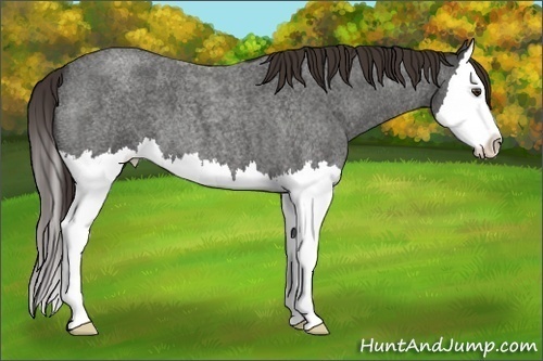 Horse Color: Liver Red Roan Splash 