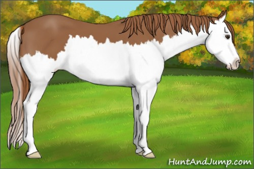 Horse Color: Chestnut Splash 