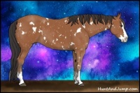 Horse Color:White Spotted Bay Splash 