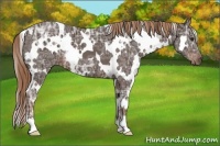 Horse Color:White Spotted Liver Chestnut Ice 