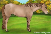 Horse Color:Liver Chestnut Pearl 