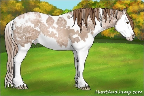 Horse Color: White Spotted Liver Chestnut Ice Pearl Splash 
