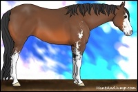 Horse Color:Bay Sabino 