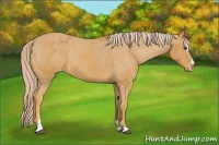 Horse Color:Palomino Sabino Blanket 