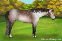 Horse Color:Gray Bay Sabino Blanket Rabicano 