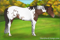 Horse Color:Bay Tobiano Appaloosa