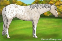 Horse Color:Chocolate Palomino Roan Dun Appaloosa