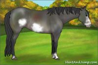 Horse Color:Black Sabino Frame Rabicano 