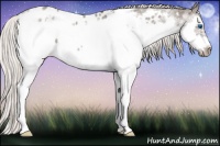 Horse Color:Silver Blue Roan Splash Frame Appaloosa 