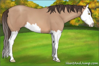 Horse Color:Amber Champagne Splash 