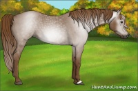 Horse Color:Gray Red Roan 