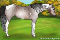 Horse Color:Gray Bay Roan Tobiano 
