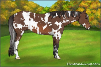 Horse Color:White Spotted Bay 