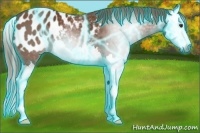 Horse Color:Gray Thunderstruck Chestnut Splash Appaloosa 