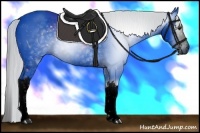 Horse Color:ERROR: UNKNOWN ANOMALY