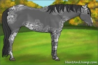 Horse Color:Black Ice 
