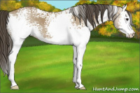 Horse Color:White Spotted Buckskin Splash 
