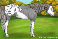 Horse Color:Smoky Blue Roan Splash Frame Appaloosa 