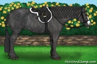 Horse Color:Black Rabicano Brindle