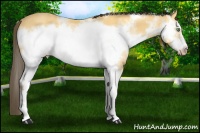 Horse Color:White Spotted Amber Cream Champagne Frame Rabicano