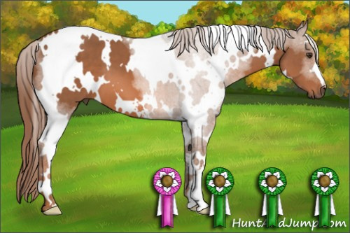 Horse Color: White Spotted Liver Chestnut 
